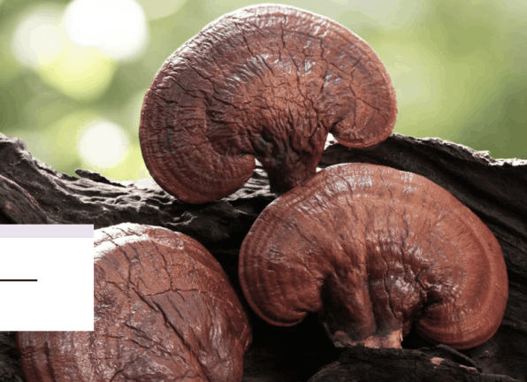 menovelle reishi mushroom